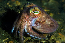 Stout bobtail squid (Rossia macrosoma) on the seabed, Loch Creran, Scotland, UK, June.