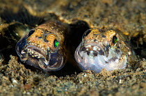 Pair of Painted gobies (Pomatoschistus pictus) mating and laying eggs in a burrow, the darker coloured fish is the male, Loch Creran, Oban, Scotland, UK, June