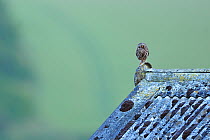 Little Owl (Athene noctua) perched on building. Wales, UK, June.