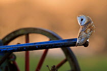 Barn Owl (Tyto alba) perched on old plough. Wales, December. Did you know? Baby barn owls can recognise their sibling's calls.