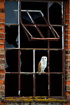 Barn Owl (Tyto alba) perched in broken window frame. Wales, UK, March.