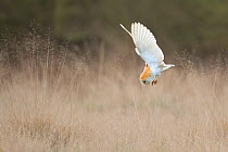 Barn Owl (Tyto alba) diving towards prey. Wales, UK, March. Sequence 1 of 2.