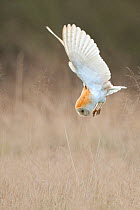 Barn Owl (Tyto alba) diving towards prey. Wales, UK, March.