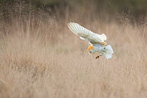 Barn Owl (Tyto alba) diving towards prey. Wales, UK, March. Sequence 2 of 2.