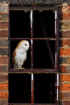 RF- Barn Owl (Tyto alba) portrait perched in old window frame. Wales, UK, March. (This image may be licensed either as rights managed or royalty free.)