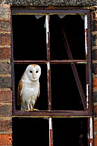 Barn Owl (Tyto alba) portrait perched in old window frame. Wales, UK, March.