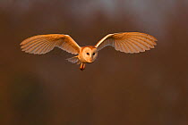 Barn Owl (Tyto alba) in flight in morning light. Wales, UK, March.