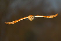 Barn Owl (Tyto alba) flying in dawn light. Wales, UK, March.
