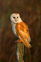 Barn Owl (Tyto alba) perched on post in dawn light. Wales, UK, March.