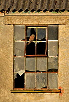 Kestrel (Falco tinninculus) perched in broken window pane. Wales, UK, March.