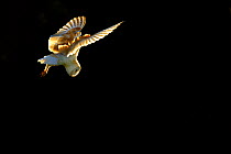Barn Owl (Tyto alba) in flight against dark background. Wales, UK, June.