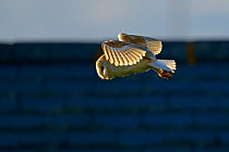Barn Owl (Tyto alba) in flight. Wales, UK, June.