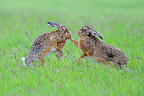 European Hares (Lepus europaeus) boxing, female on right. Wales, UK, June. Sequence 1 of 2.