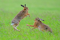 European Hares (Lepus europaeus) boxing, female on right. Wales, UK, June. Sequence 2 of 2. Did you know? A group of hares is known as a drove.