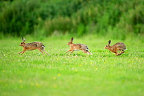 Three European Hare (Lepus europaeus) chasing, a courtship behaviour. Wales, UK, June.