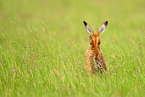 European Hare (Lepus europaeus) rear view sitting in long grass. Wales, UK, June.