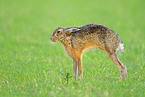European Hare (Lepus europaeus) stretching. Wales, UK, February.
