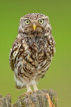 Little Owl (Athene noctua) portrait on post. Wales, UK, June.
