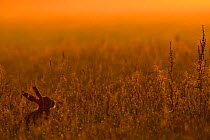 European Hare (Lepus europaeus) in field at sunrise. Wales, UK, June.
