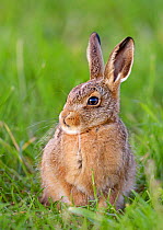 European Hare (Lepus europaeus) leveret portrait. Wales, UK, June.