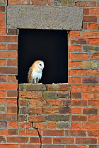 Barn Owl (Tyto alba) perched in brick barn. Wales, UK, March.