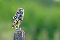 Little Owl (Athene noctua) perched on post. Wales, UK, June.