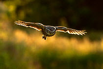 Little Owl (Athene noctua) in flight, backlit. Wales, UK, June.