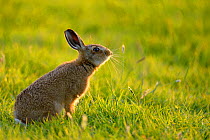 European Hare (Lepus europaeus) leveret in field. UK, Wales, June. Did you know? Unlike baby rabbits, hare leverets are born with eyes open and with fur.