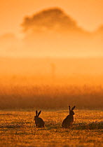 European Hare (Lepus europaeus) courting pair in grassland at dawn. Wales, UK, July.