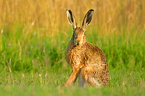 European Hare (Lepus europaeus) portrait. Wales, UK, July.
