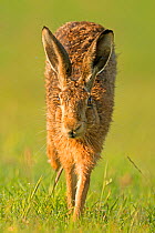 European Hare (Lepus europaeus) running. Wales, UK, July.
