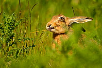 European Hare (Lepus europaeus) feeding on grass. Wales, UK, May. Did you know? Brown hares are primarily nocturnal.