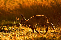 European Hare (Lepus europaeus) silhouetted at dawn. Wales, UK, August. Did you know? Unlike rabbits, hares do not dig warrens, just a shallow depression called a form.