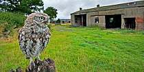 Little Owl (Athene noctua) perched on post with its nesting barn in background. Wales, UK, August.