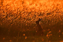 European Hare (Lepus europaeus) in field grasses with dusk light. Wales, UK, August.