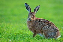 European Hare (Lepus europaeus) portrait. Wales, UK, August.