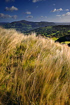 Grasses blowing in the wind with view over Crickhowell in the background, Brecon Beacons National Park, Powys, Wales, UK, October