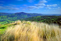 Grasses blowing in the wind with view over Crickhowell in the background, Brecon Beacons National Park, Powys, Wales, UK, October