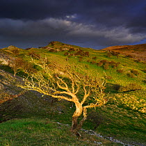 Hawthorn tree (Crataegus monogyna), Brecon Beacons National Park, Powys, Wales, UK, October