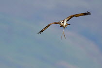 Osprey (Pandion haliaetus) female in flight with nesting material. Dyfi Estuary, Wales, UK, April. Taken with a Schedule 1 license from Countryside Council of Wales.
