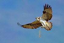 Osprey (Pandion haliaetus) female in flight with nesting material. Dyfi Estuary, Wales, UK, April. Taken with a Schedule 1 license from Countryside Council of Wales. Did you know? Ospreys are able to...