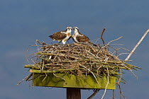 Osprey (Pandion haliaetus) male and female (Nora and Monty) on the nest. Dyfi Estuary, Wales, UK, April. Taken with a Schedule 1 license from Countryside Council of Wales.