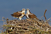 Osprey (Pandion haliaetus) male and female (Nora and Monty) on the nest. Dyfi Estuary, Wales, UK, April. Taken with a Schedule 1 license from Countryside Council of Wales.