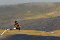 Osprey (Pandion haliaetus) male (Monty) perched. Dyfi Estuary, Wales, UK, April. Taken with a Schedule 1 license from Countryside Council of Wales.