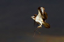 Osprey (Pandion haliaetus) female in flight with sticks for nesting material. Dyfi Estuary, Wales, UK, April. Taken with a Schedule 1 license from Countryside Council of Wales.