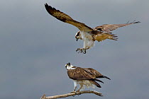 Osprey (Pandion haliaetus) male getting into position to mate. Dyfi Estuary, Wales, UK, April. Taken with a Schedule 1 license from Countryside Council of Wales.