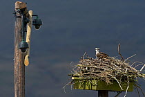 Osprey (Pandion haliaetus) female on nest with CCTV cameras for observing the nest. Dyfi Estuary, Wales, UK, April. Taken with a Schedule 1 license from Countryside Council of Wales.