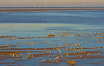 Knot (Calidris canuta) and other waders foraging on tidal flats with wind farm on horizon. Liverpool Bay, UK, December.
