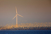 Flock of Knot (Calidris canuta) over sea with wind turbine. Liverpool Bay, UK, December.