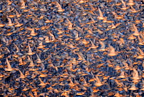 Flock of Knot (Calidris canuta) taking flight. Snettisham, UK, January. Did you know? The red knot has one of the longest migrations in the world, with some travelling 9000 miles from the Arctic to th...
